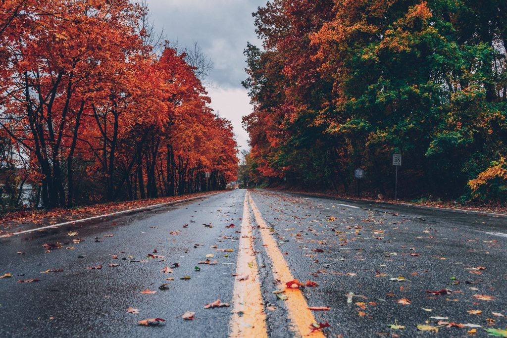 A colorful view of trees in the fall with fallen leaves all over the road
